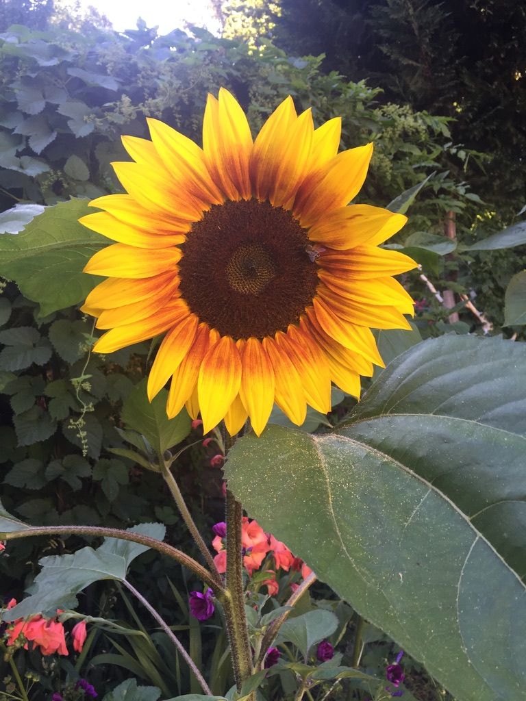 Große gelbe Sonnenblume mit Biene, Nahaufnahme