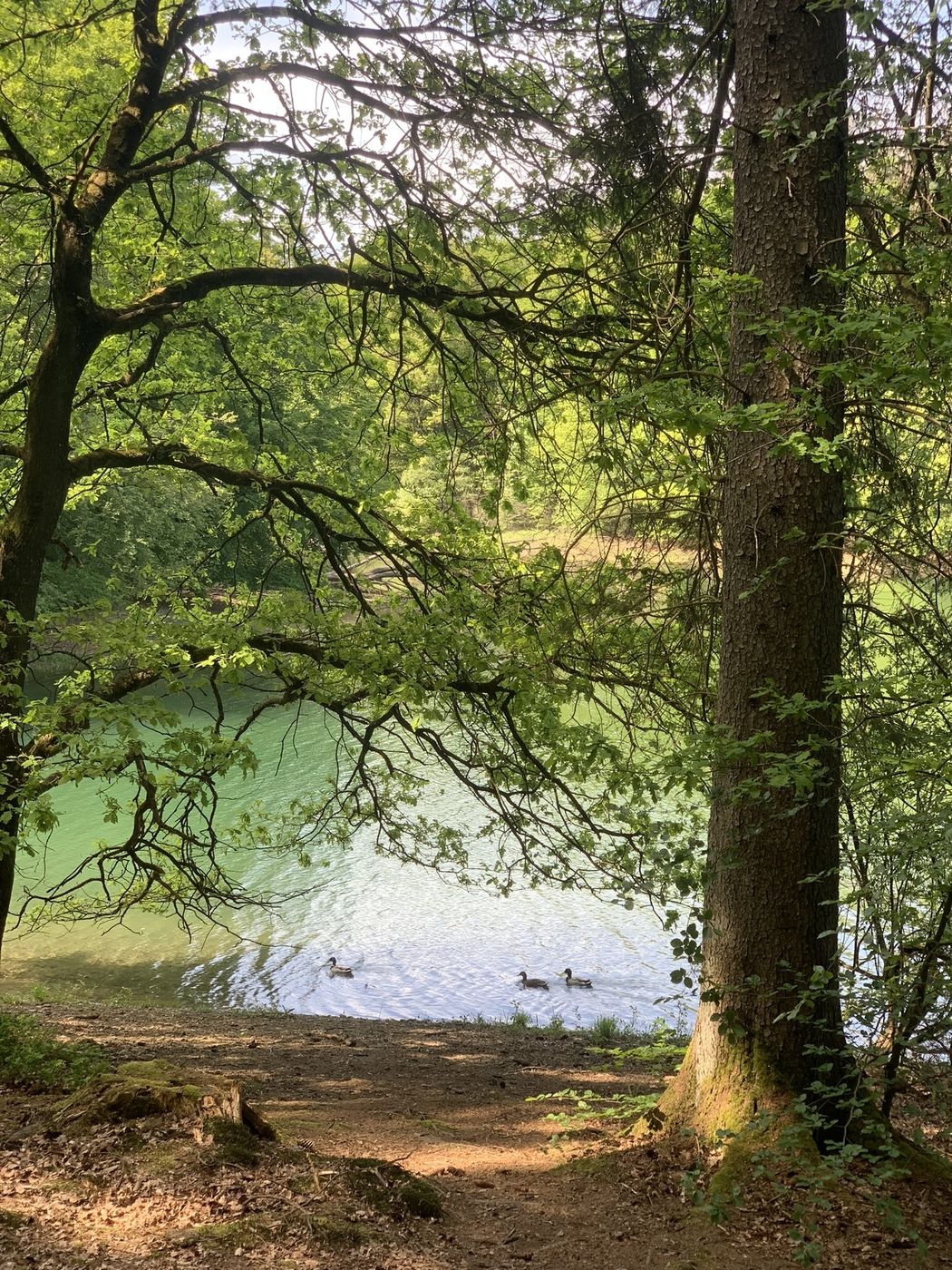 Waldweg am Ufer eines Sees, Enten schwimmen im Wasser