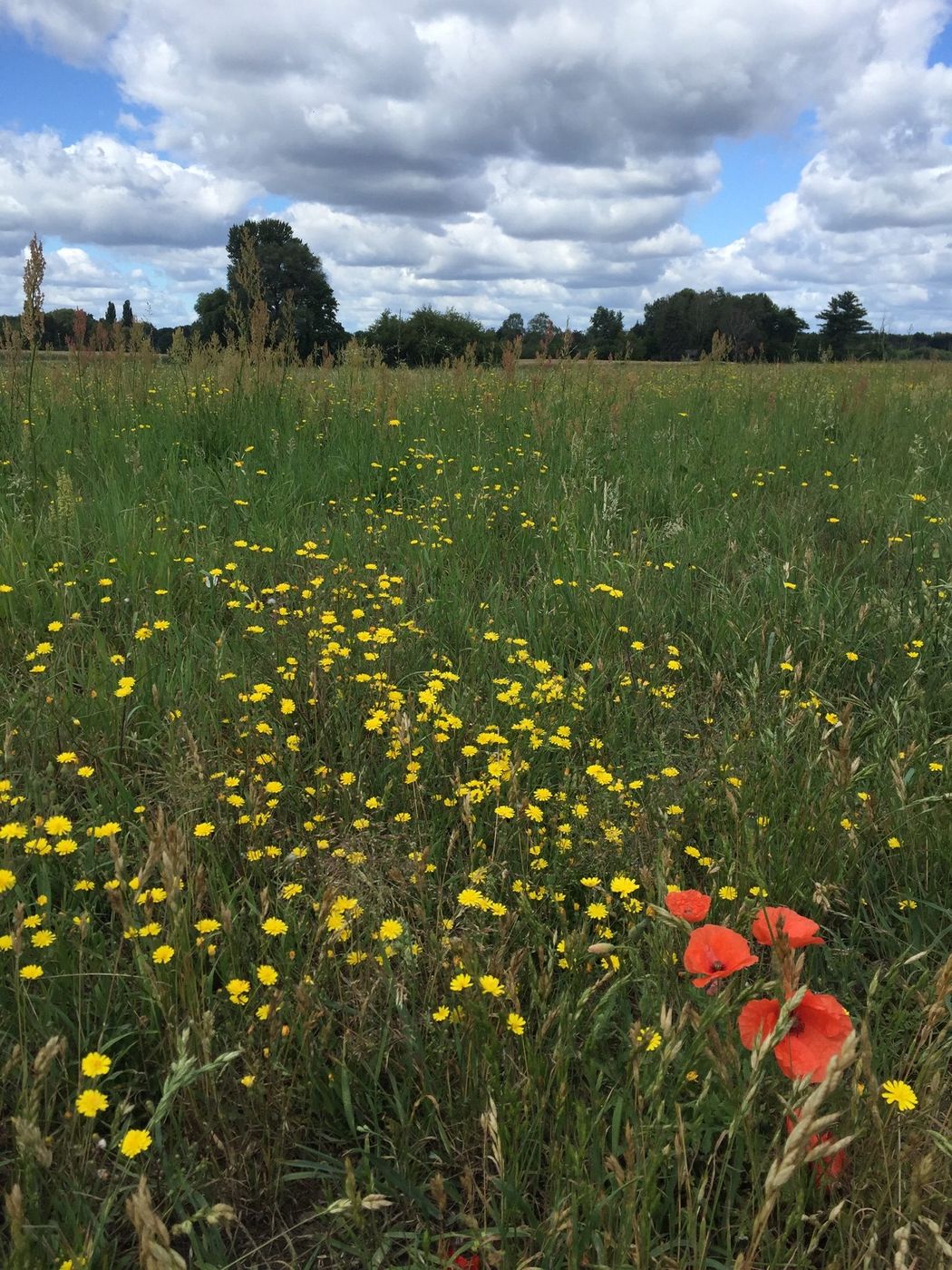 Wilde Wiese mit gelben Blüten und Mohn unter Wolkenhimmel