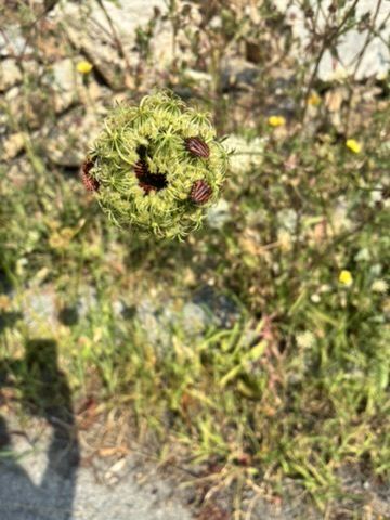 Wilde Möhre mit rot-schwarz gestreiften Insekten, Nahaufnahme